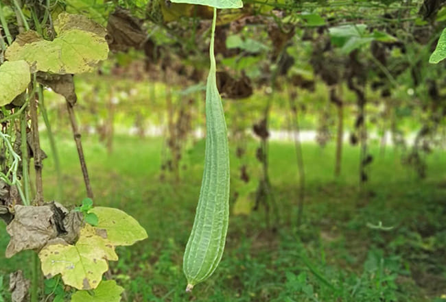 Environment at Bari Kothi